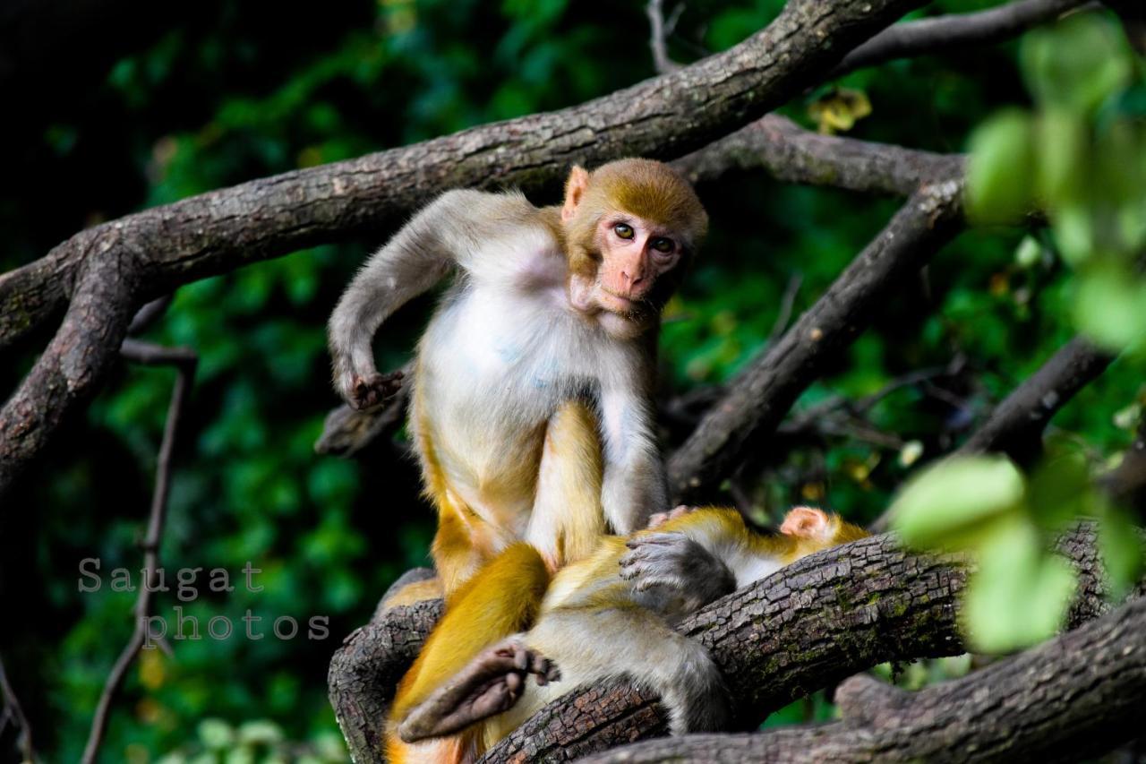 Bardia Wildlife Resort Bardiya Exterior photo
