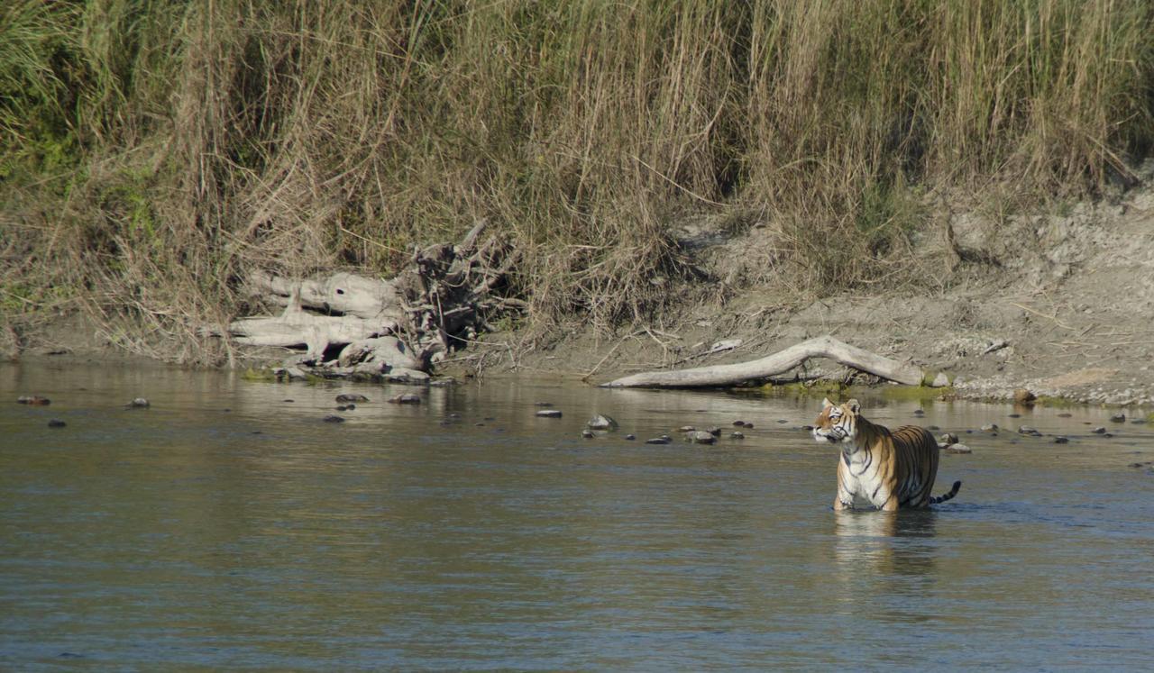 Bardia Wildlife Resort Bardiya Exterior photo